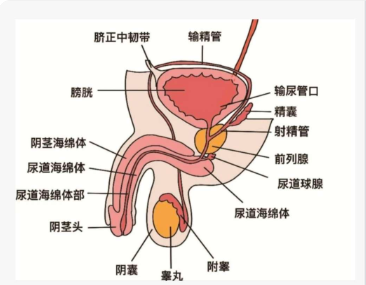 前列腺和生育有关系吗?