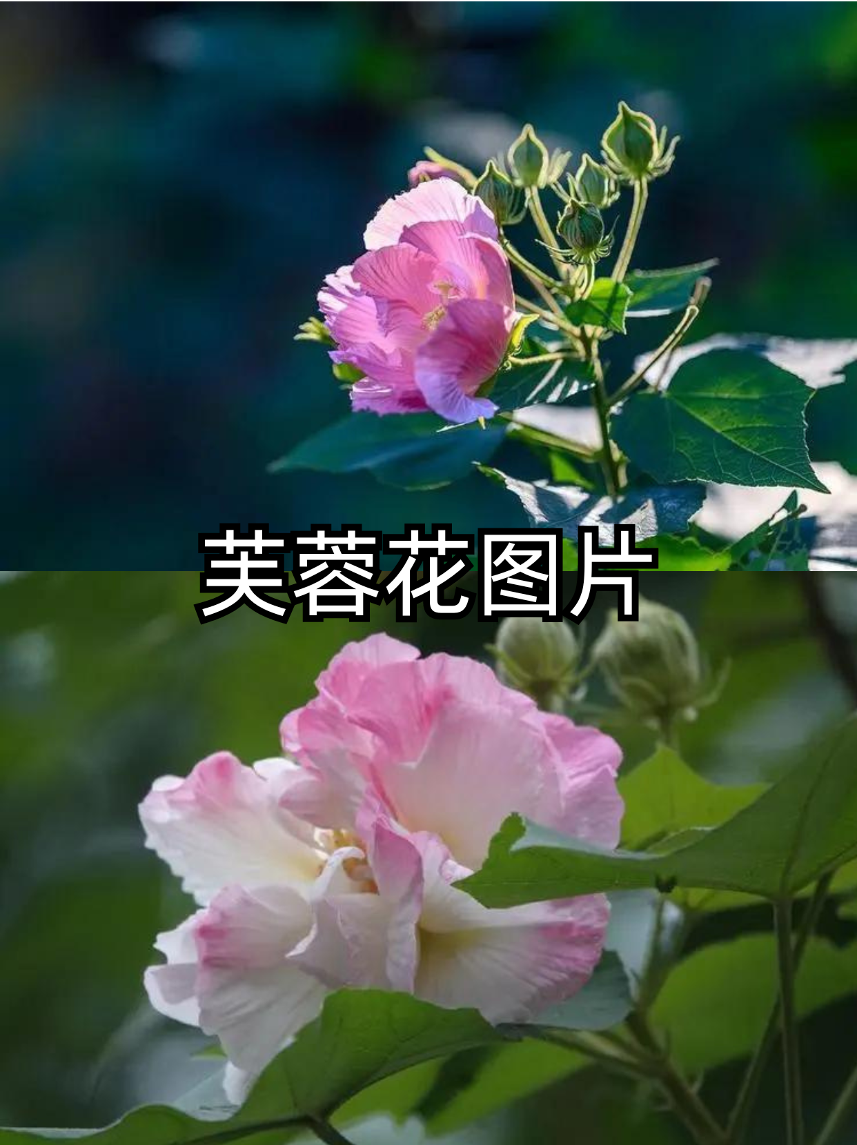 芙蓉花幼苗图片图片