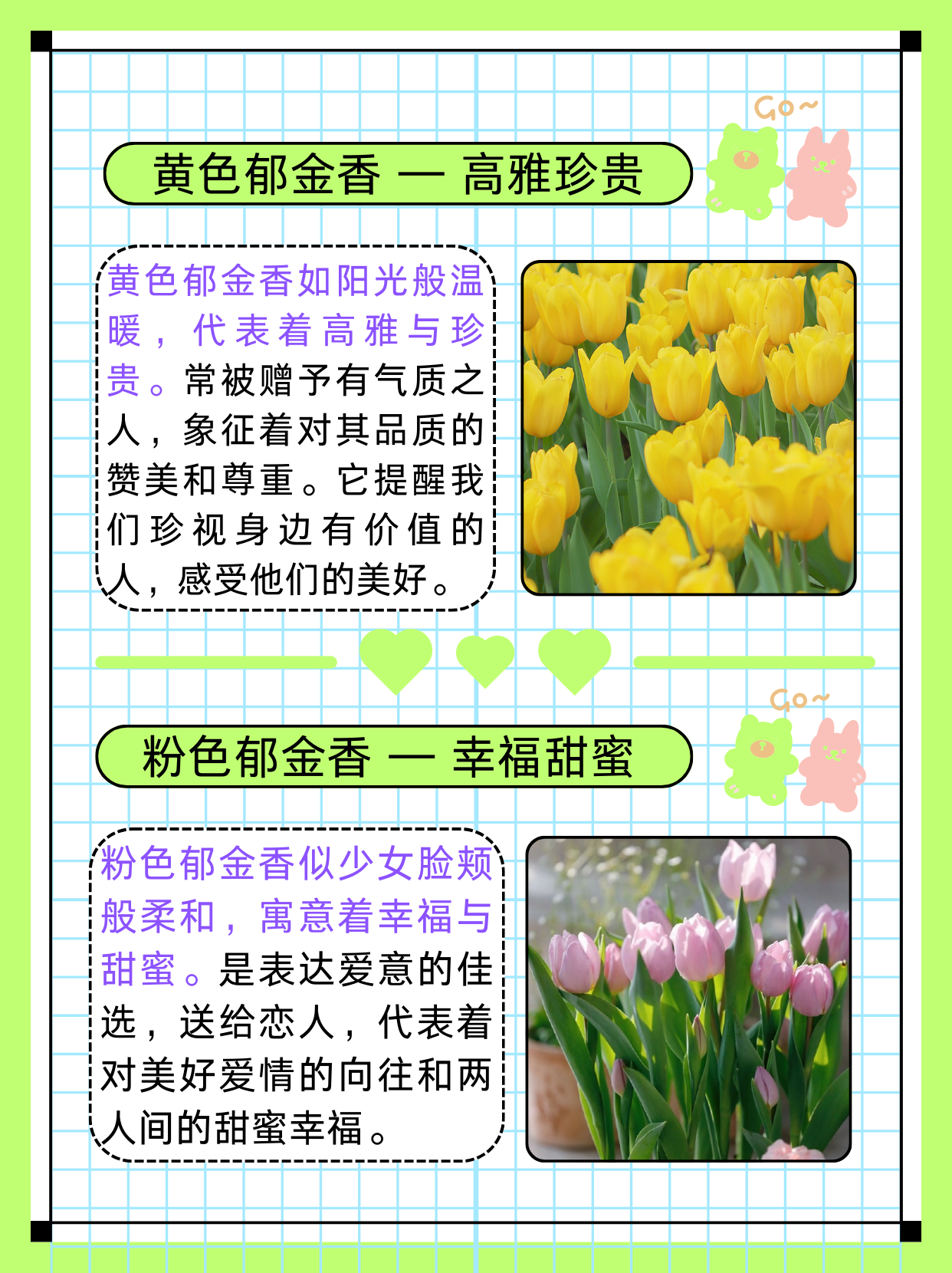 巴特郁金香花语图片