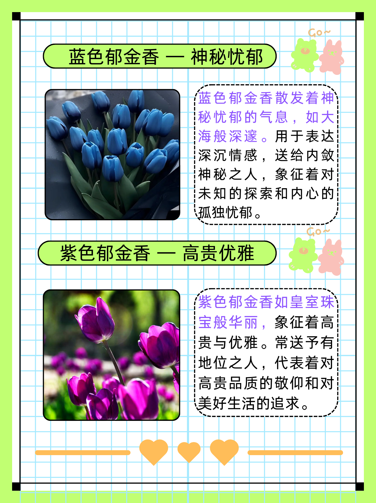 巴特郁金香花语图片