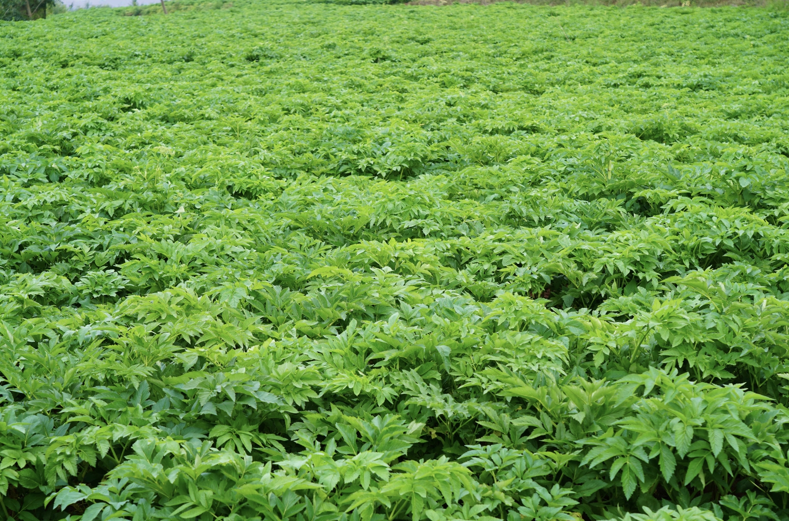 白芷的种植方法和技术