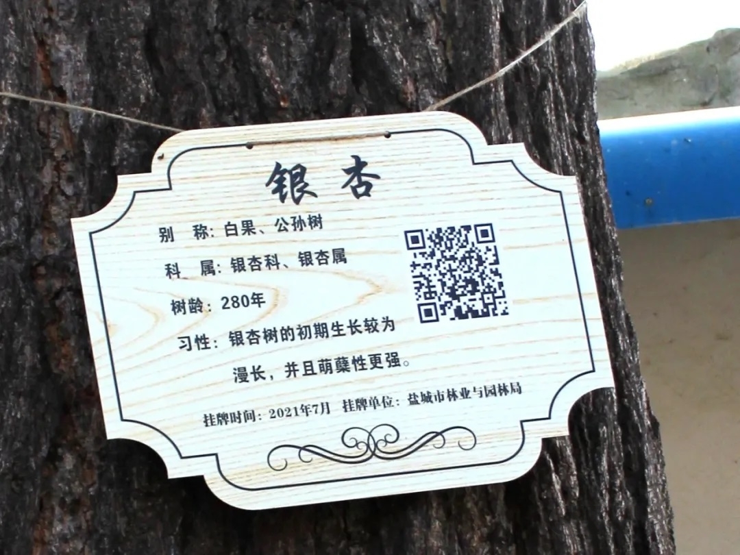不得不说的江苏建湖九龙口那棵百年银杏树