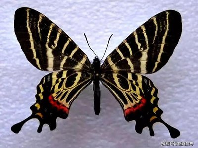 世界十大珍稀昆虫有哪些,遇到躲着走!