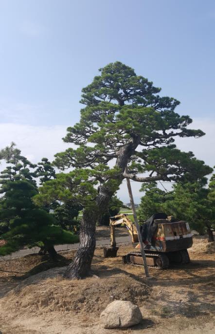 长春市的市树是黑松,市花是君子兰.
