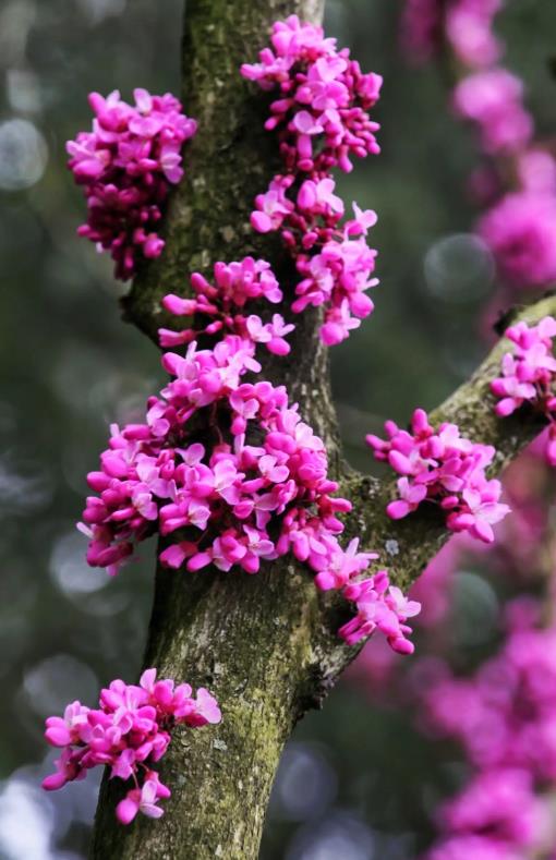 泰州市树市花图片