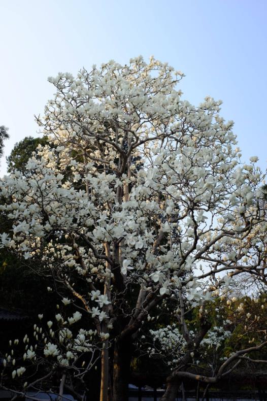 南通的市树市花分别是啥?