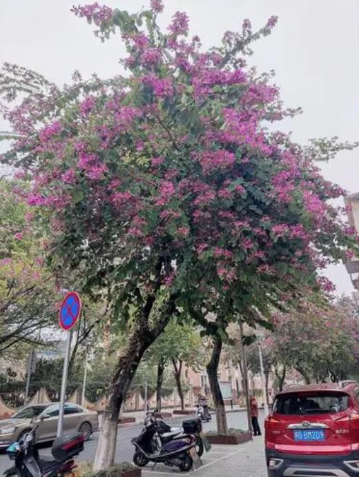 襄阳市市花市树图片