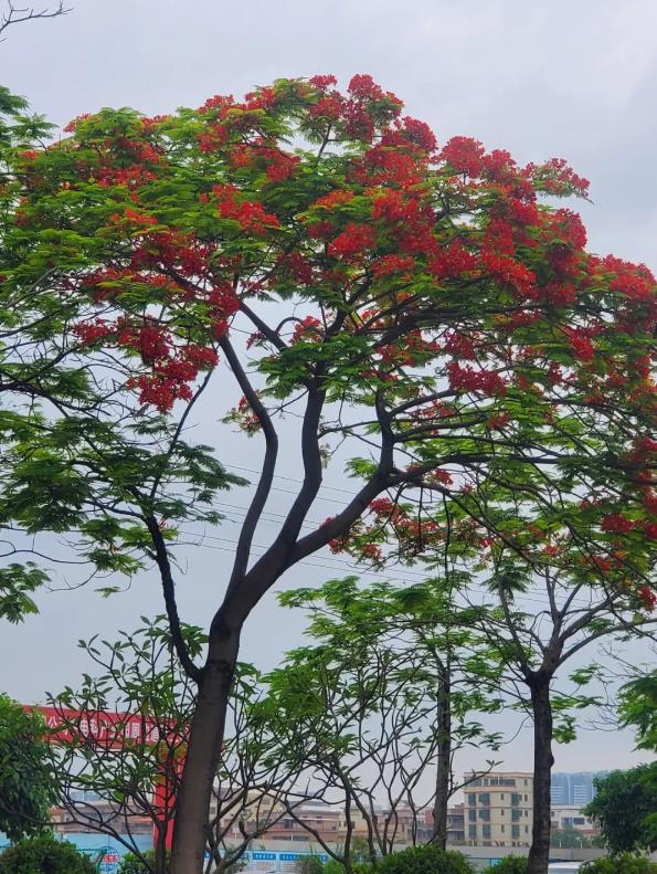 广东省中山市市花图片