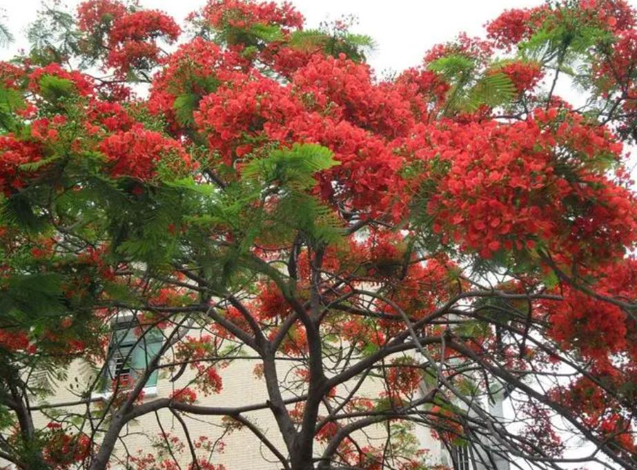 广东省中山市市花图片