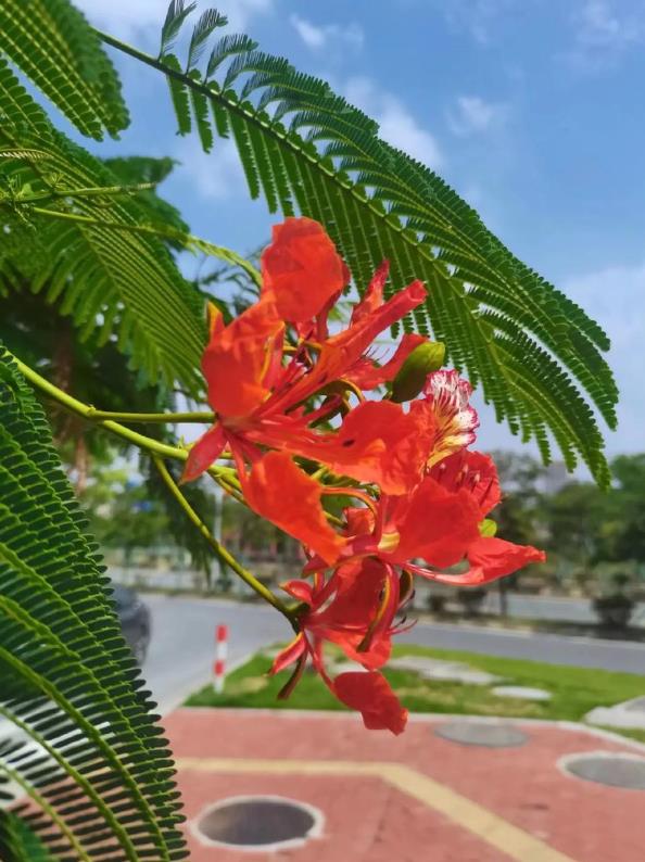 广东省中山市市花图片