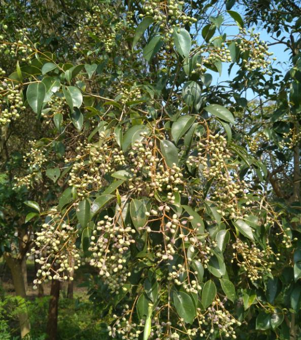 盐城的市树市花分别是啥?