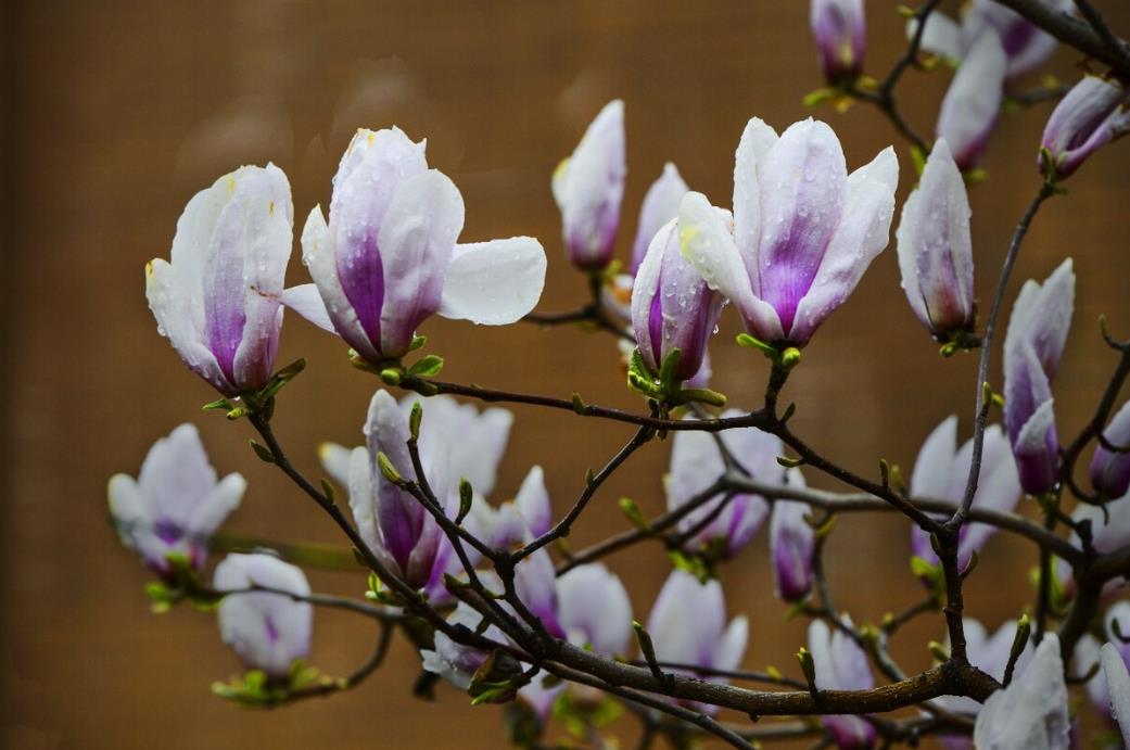 襄阳市市花市树图片