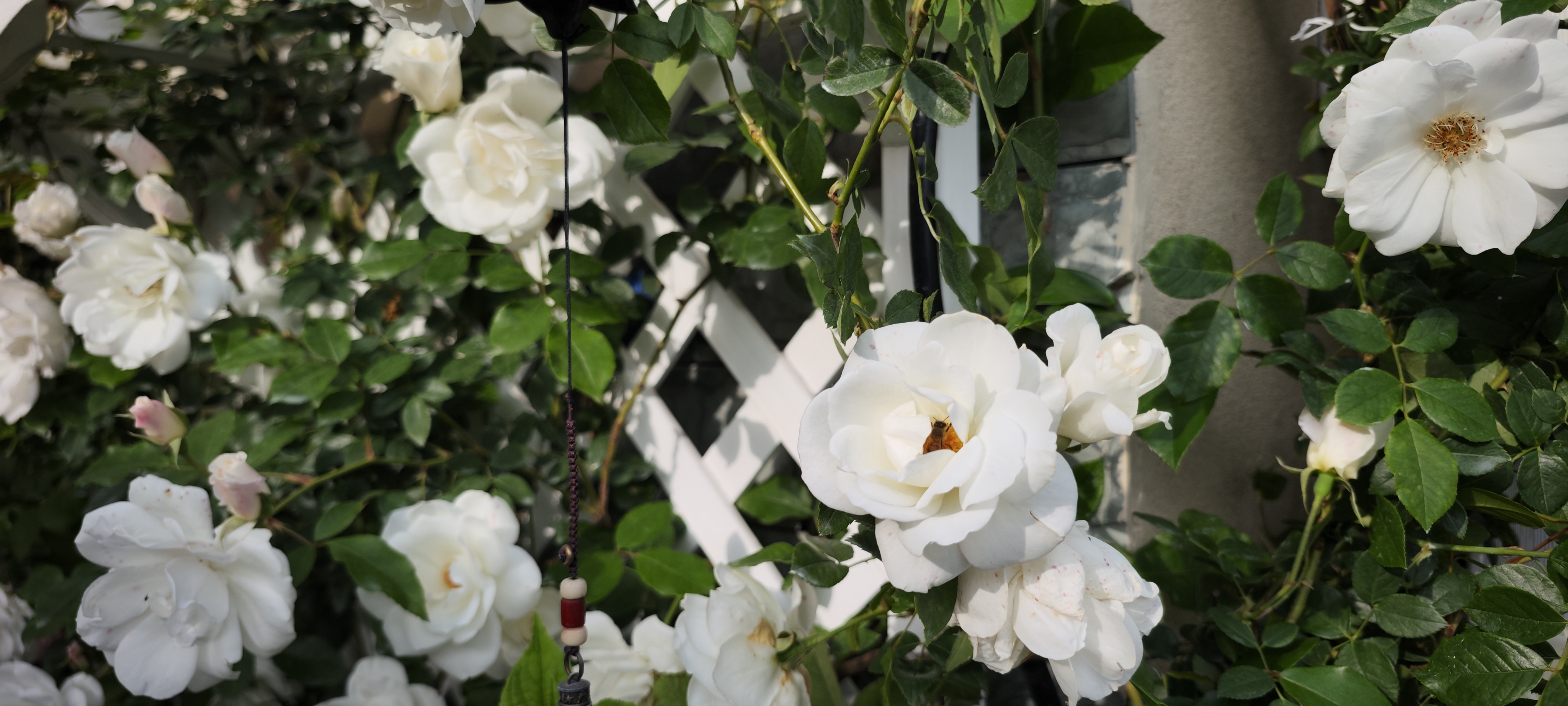 藤冰山:优秀的重瓣白色藤本月季推荐,花园大型拱门就选她