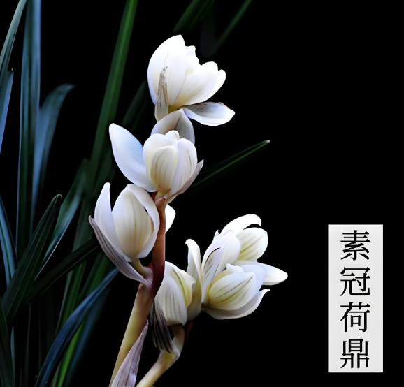 名贵兰花养护避坑指南:素冠荷鼎这样浇,根壮叶绿年年开花