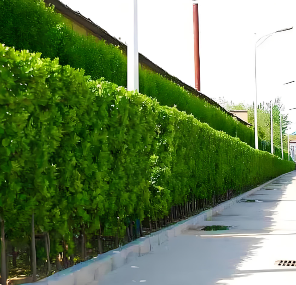十大绿篱植物风水排行!这样种家运昌隆
