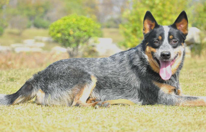 全球最忠诚的狗犬品种排名及其特性