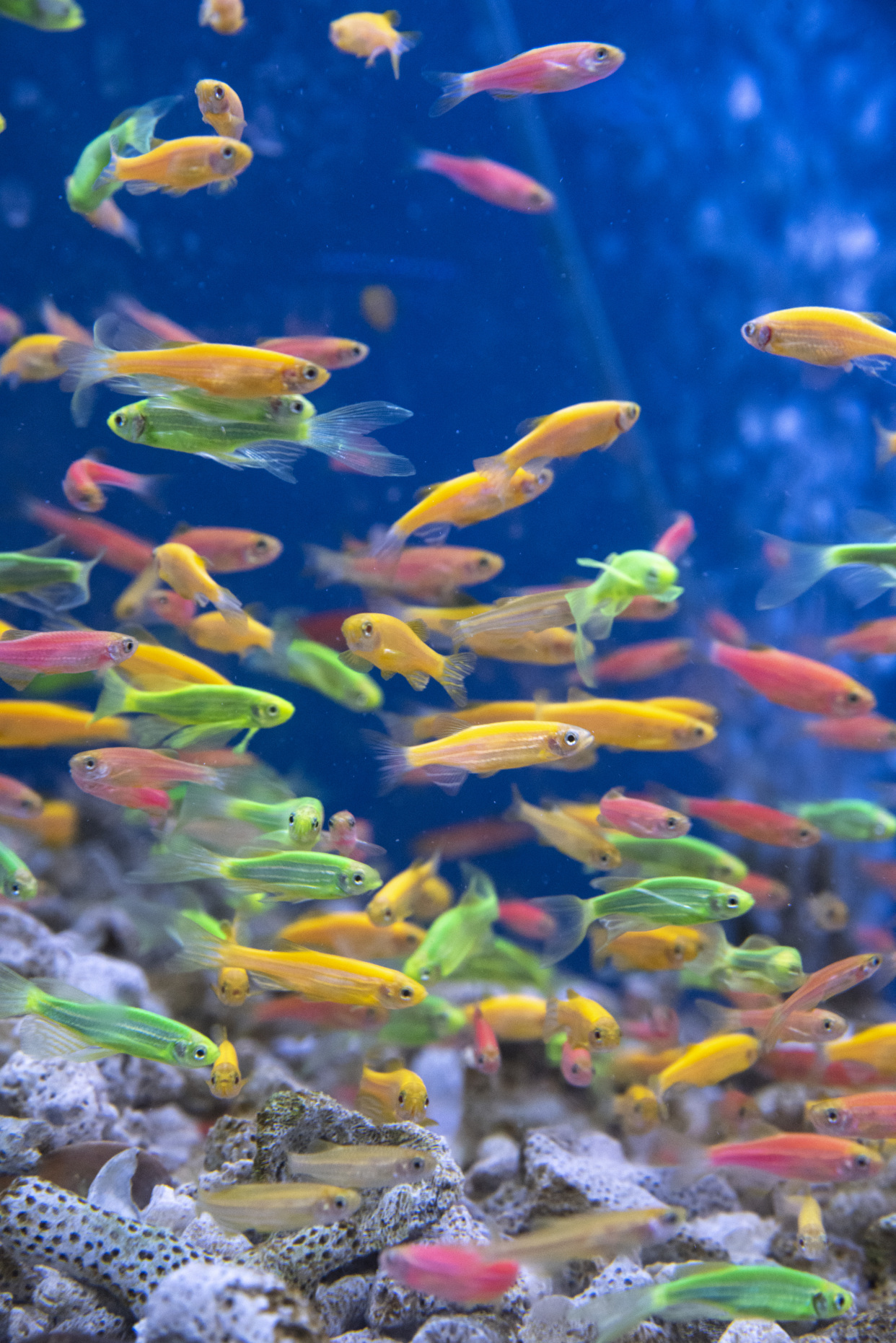 常见观赏鱼种类大揭秘