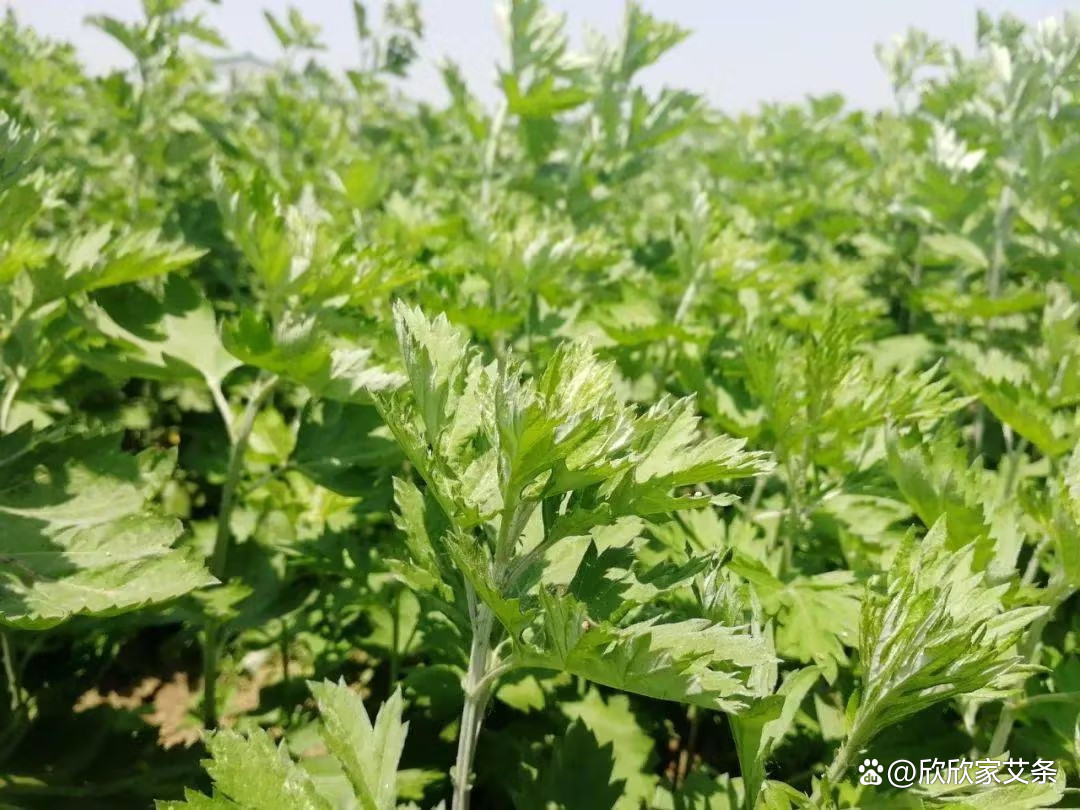艾灸文化:传统疗法在现代的传承与发展