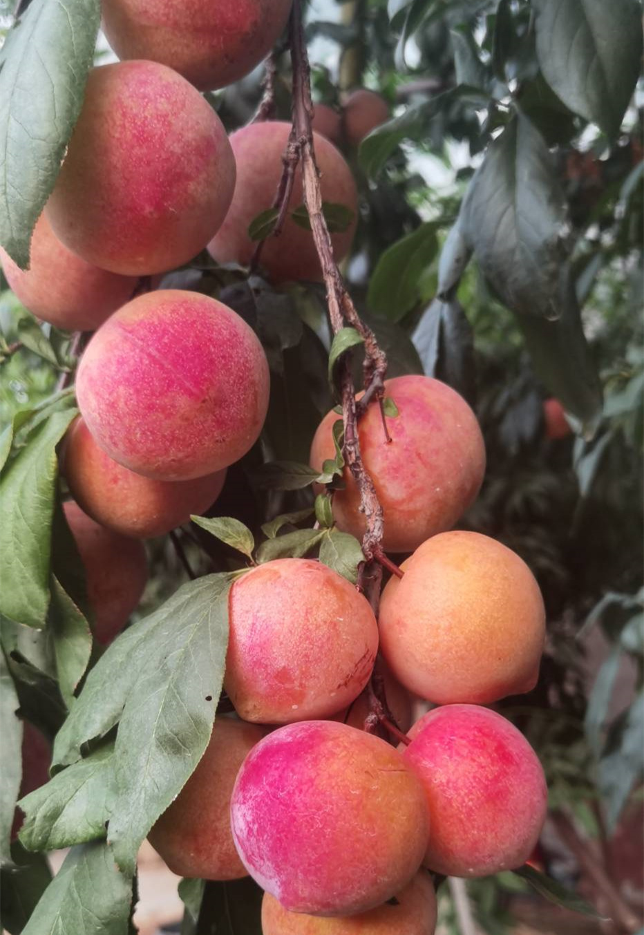 全面介绍小仙子樱桃李树苗的风采