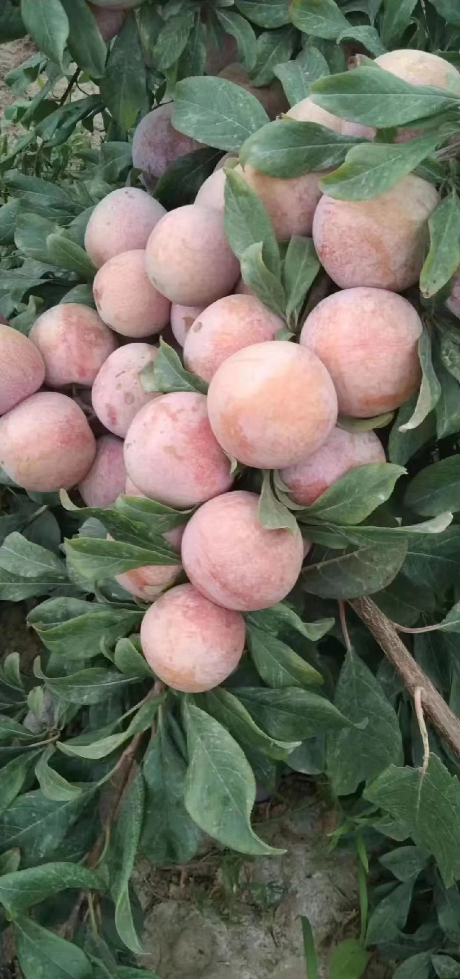 小仙子樱桃李树苗:高端水果市场的新宠