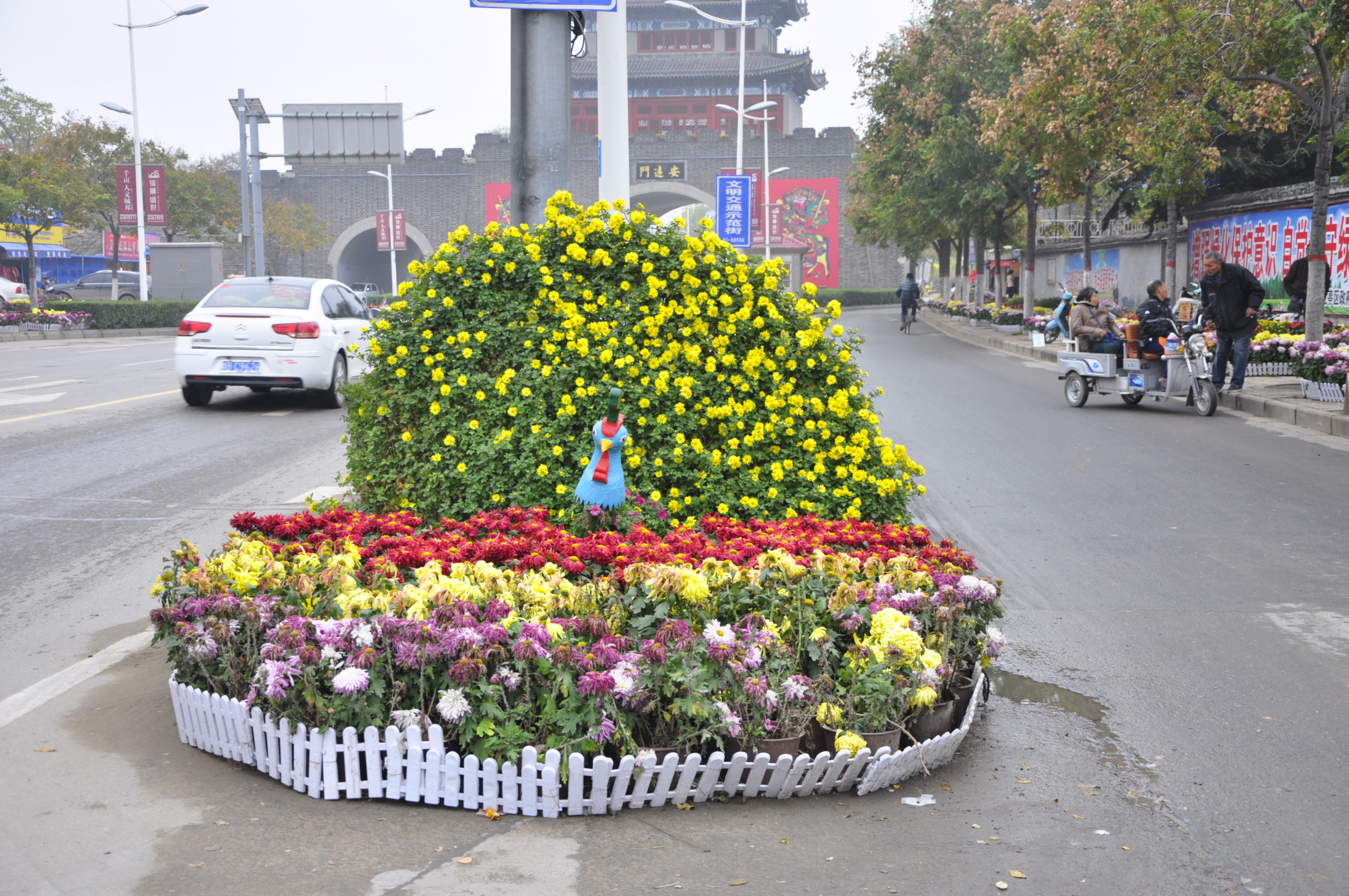 菊花孔雀开屏图片图片