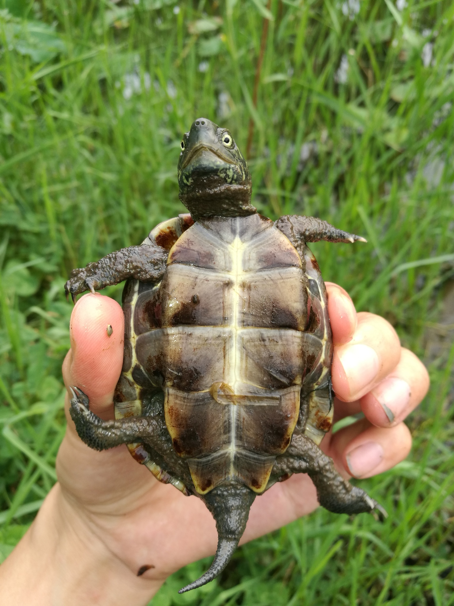 龟龟科普之中华草龟