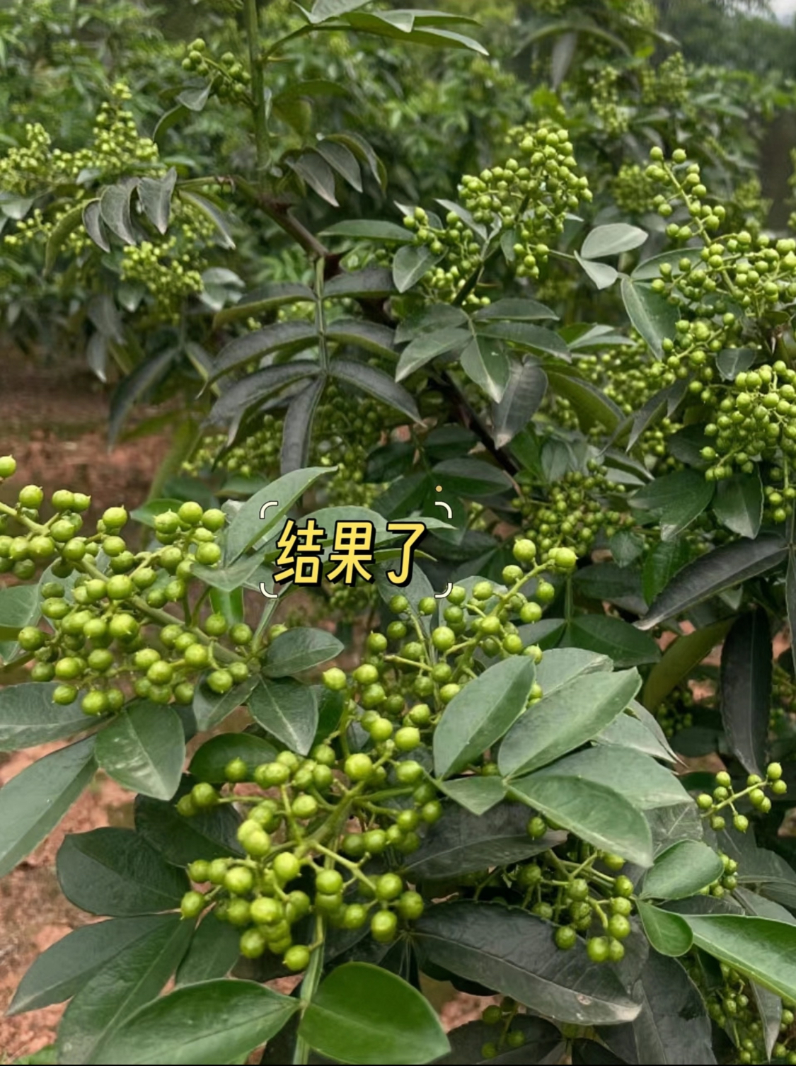 盆栽花椒树的种植方法图片