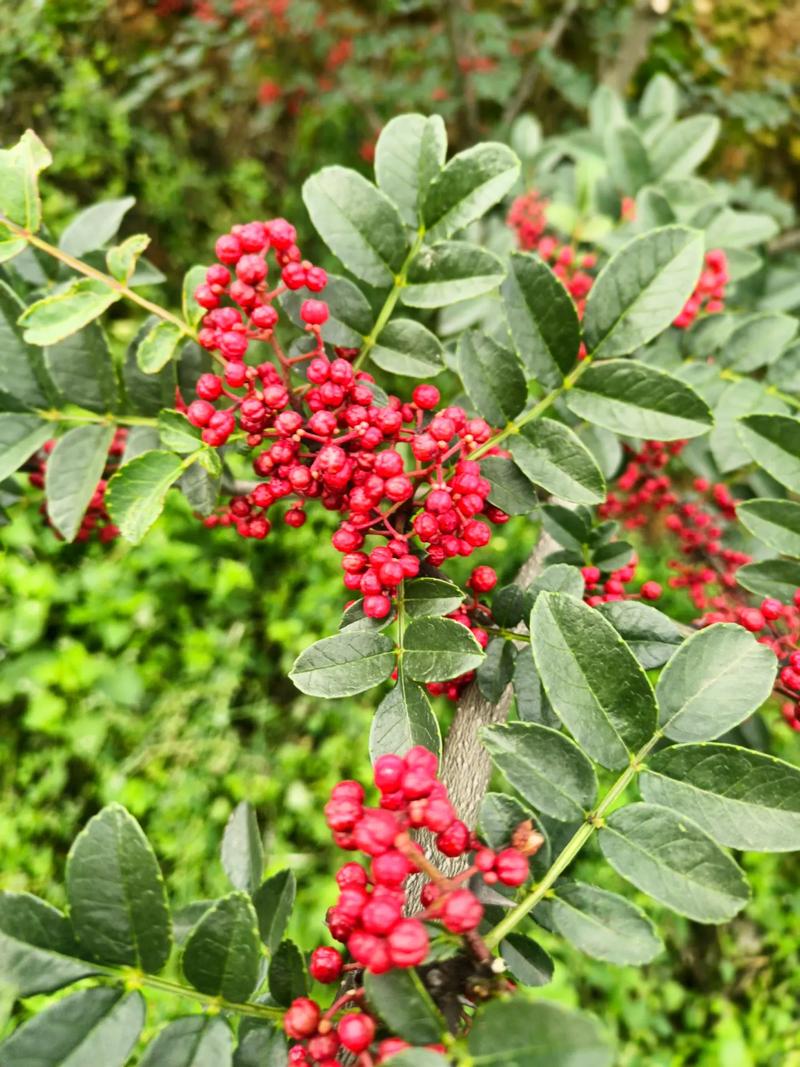 泡花椒酒选哪种酒最合适?这几种酒效果佳,是健康养生首选!