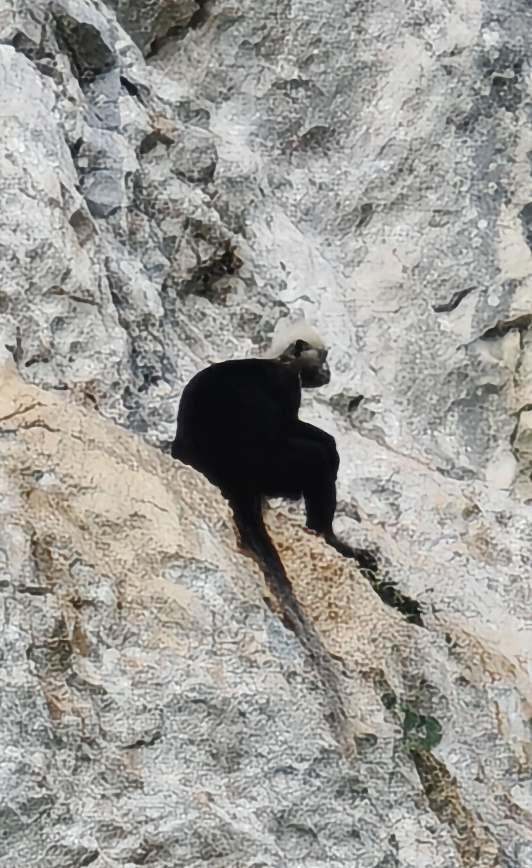 走进广西崇左白头叶猴生态旅游景区,探寻稀有猴类踪迹