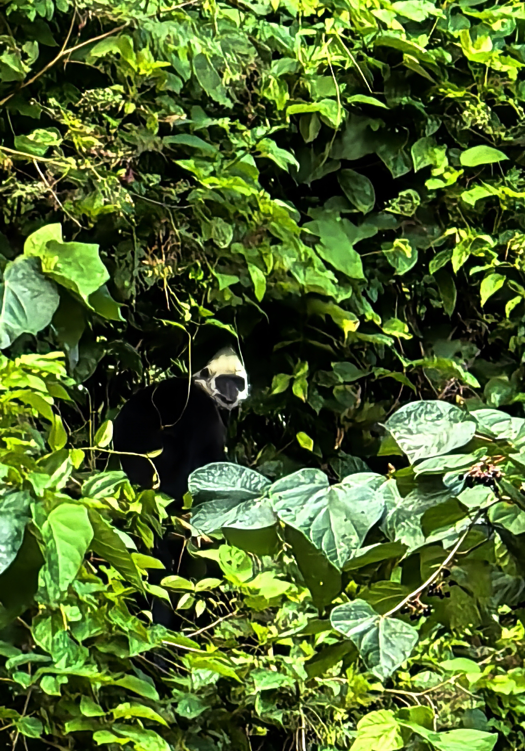 走进广西崇左白头叶猴生态旅游景区,探寻稀有猴类踪迹