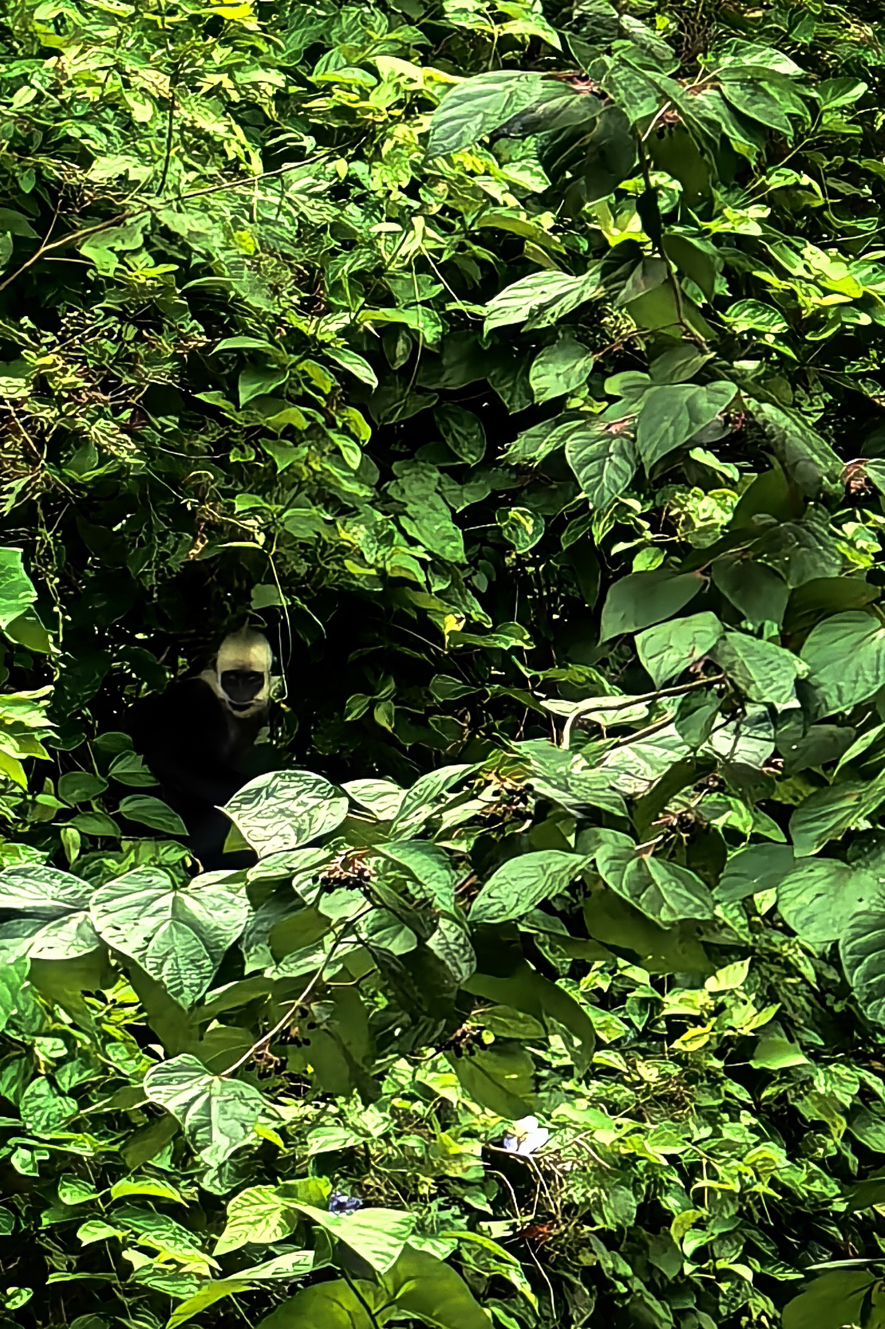 走进广西崇左白头叶猴生态旅游景区,探寻稀有猴类踪迹