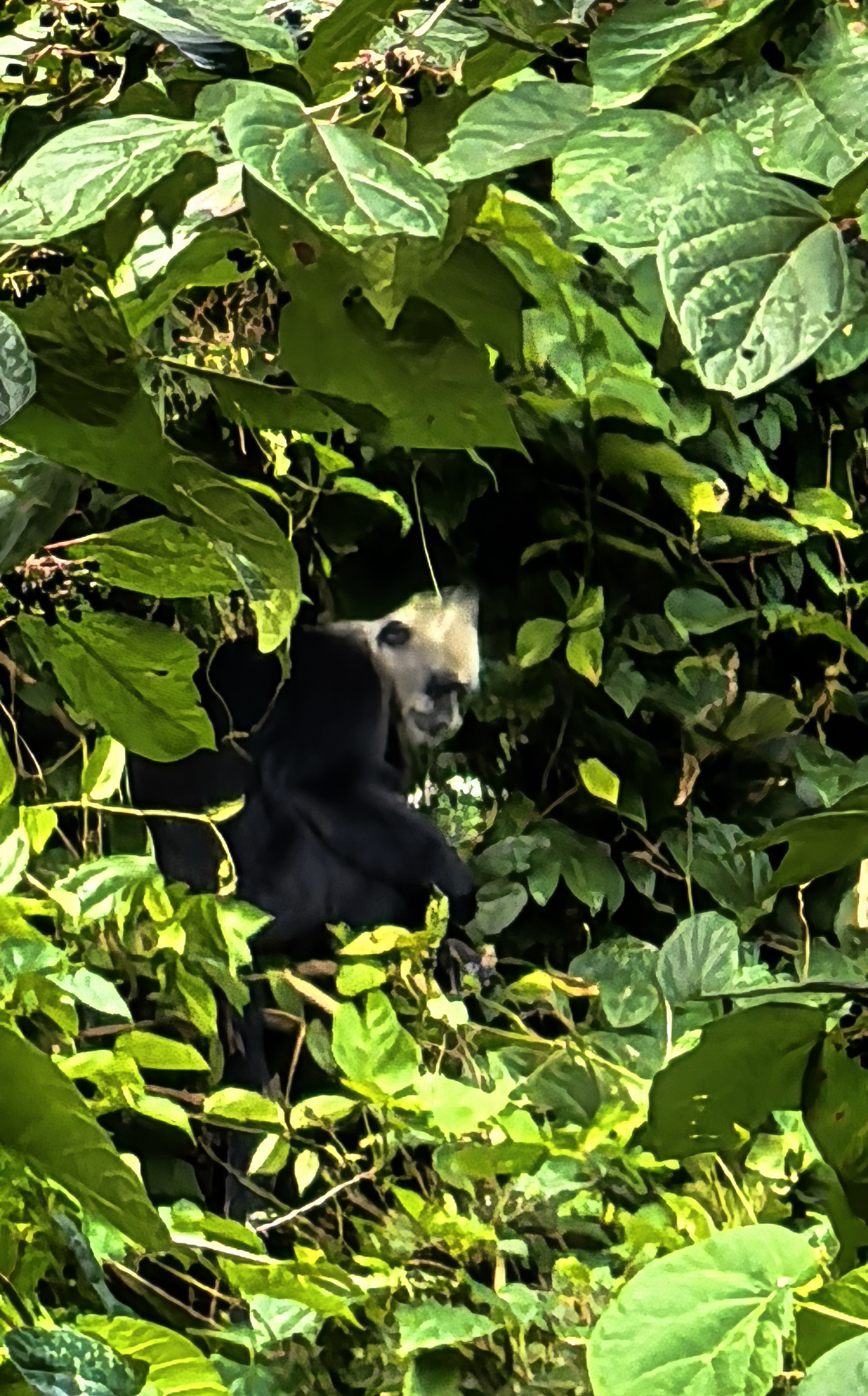 走进广西崇左白头叶猴生态旅游景区,探寻稀有猴类踪迹
