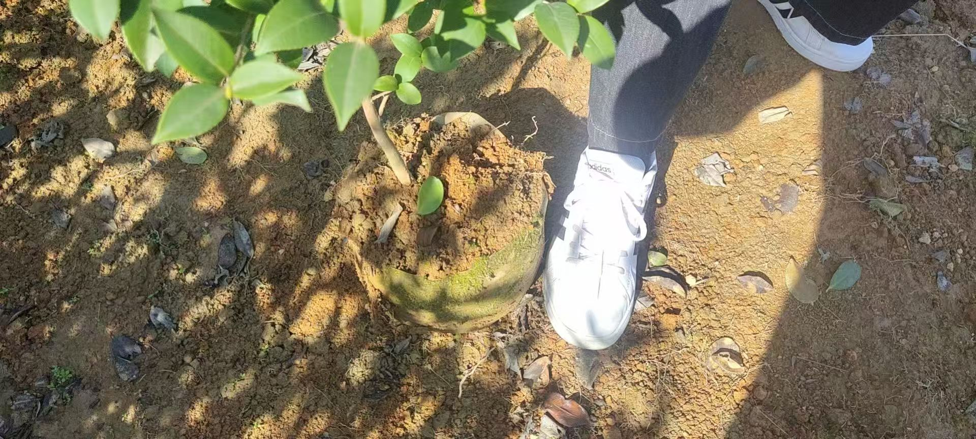 优质油茶树苗
