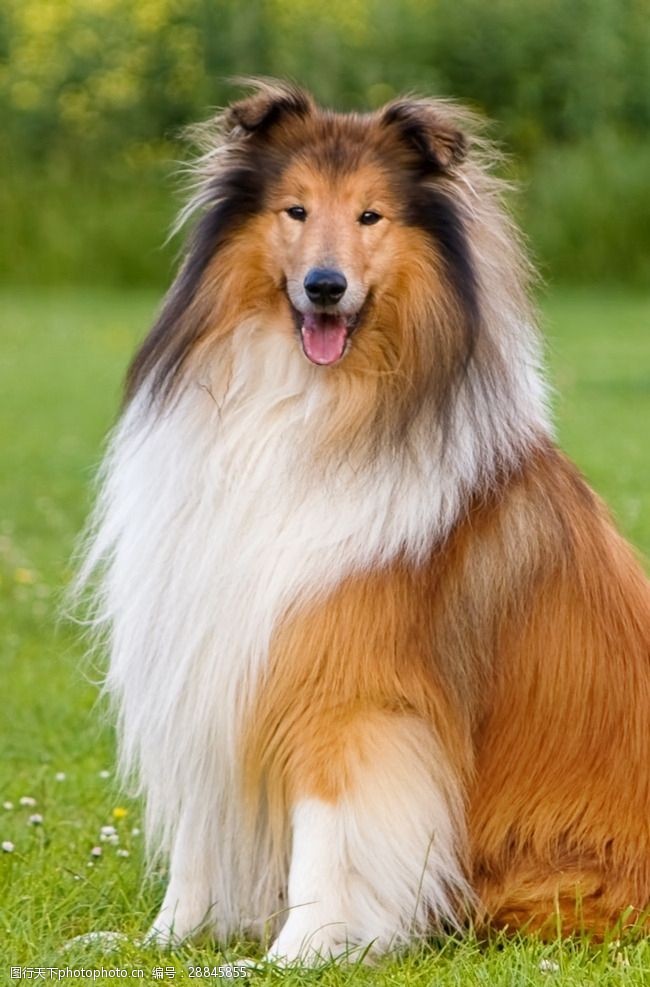 狗狗品种大全及图片边牧幼犬