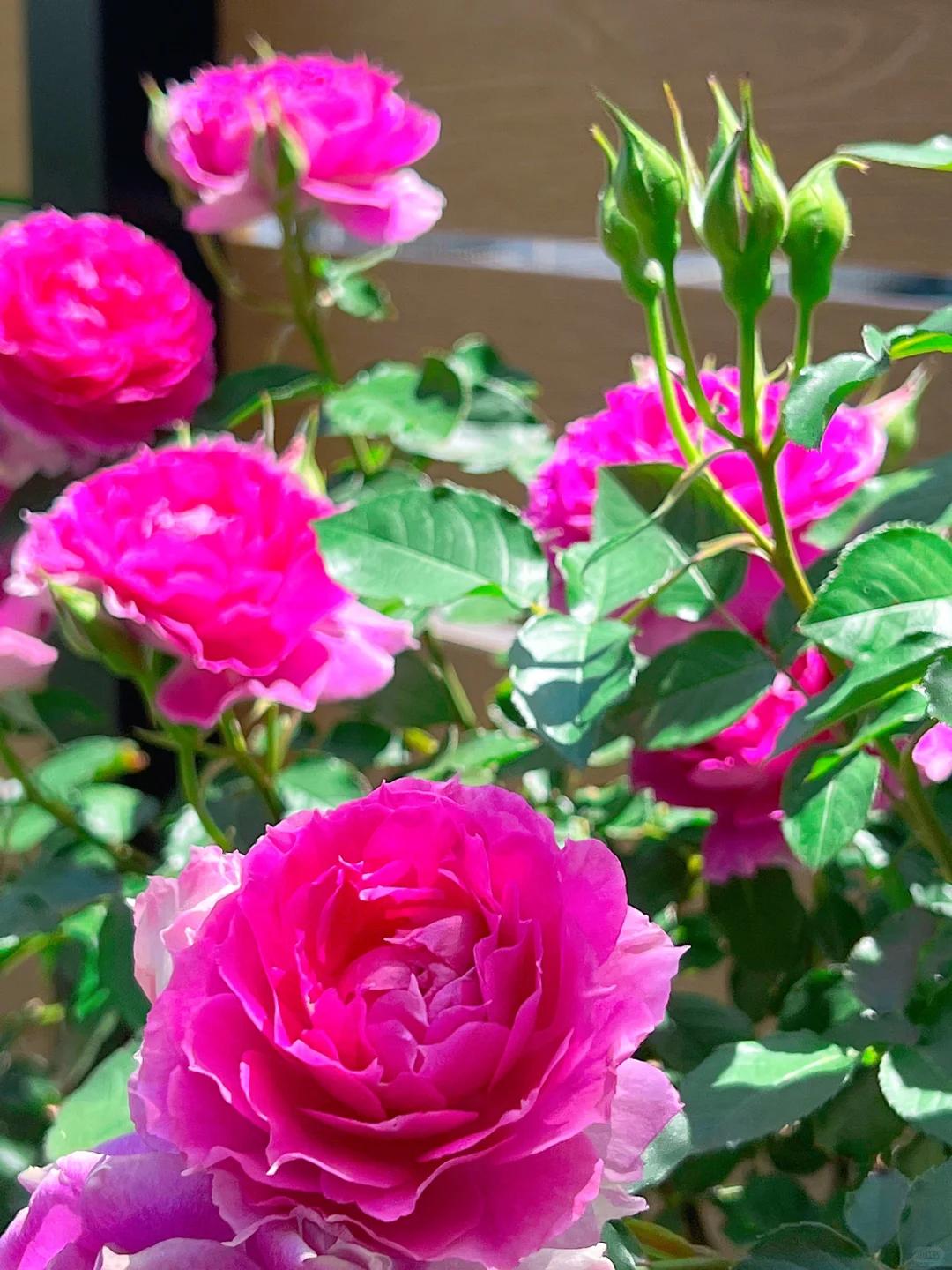 如果你的花园只能种 5 棵月季你会怎么选哪些?