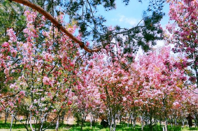 长春伊通河樱花岛图片图片