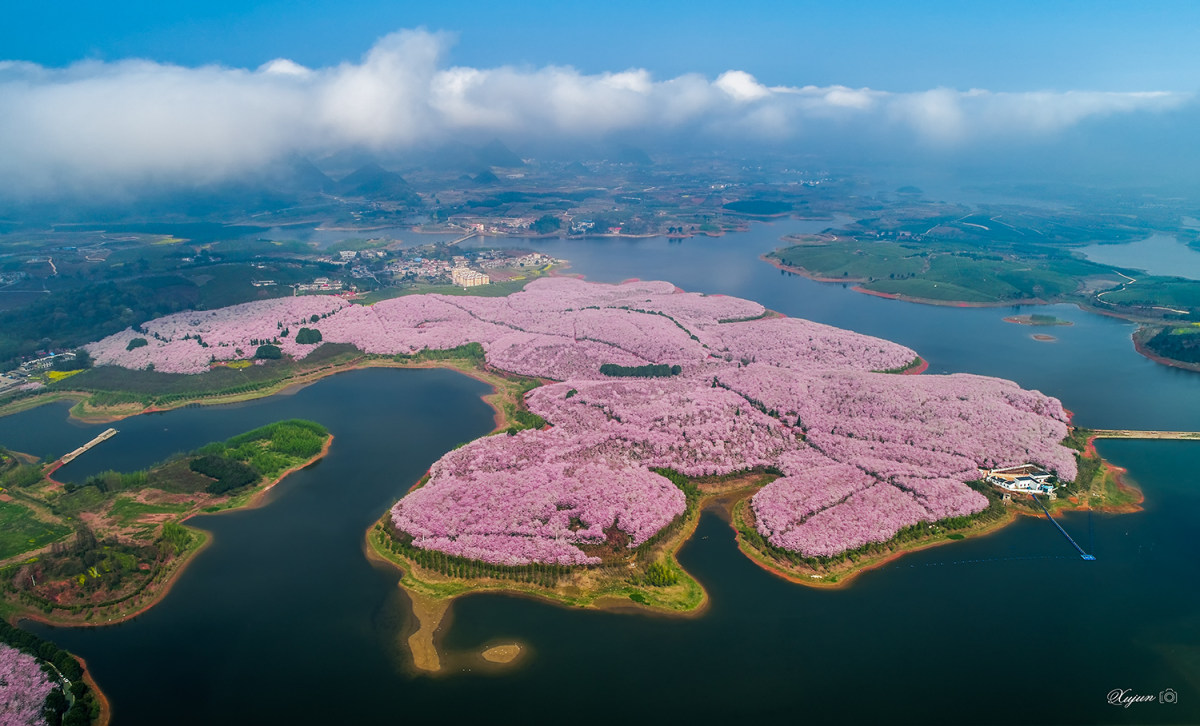 长春伊通河樱花岛图片图片