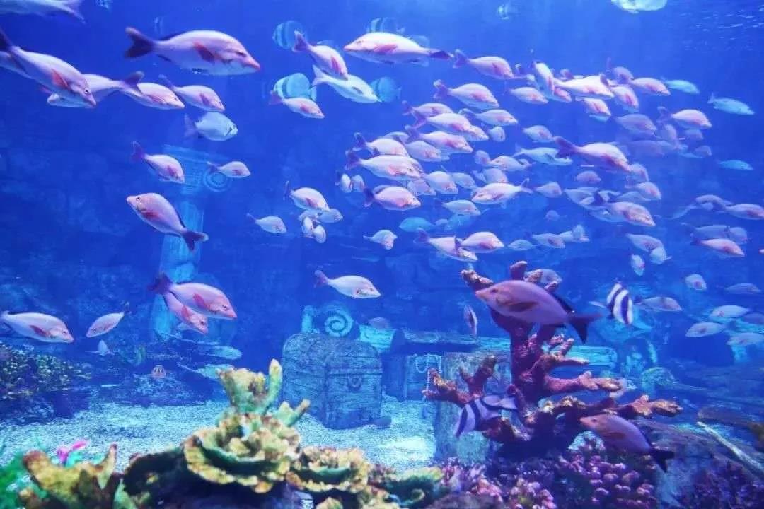 西安海洋馆:家庭游玩学习好去处,尽享海洋生物互动体验