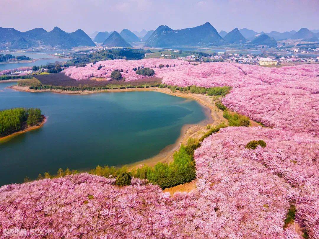 安顺樱花风景区图片