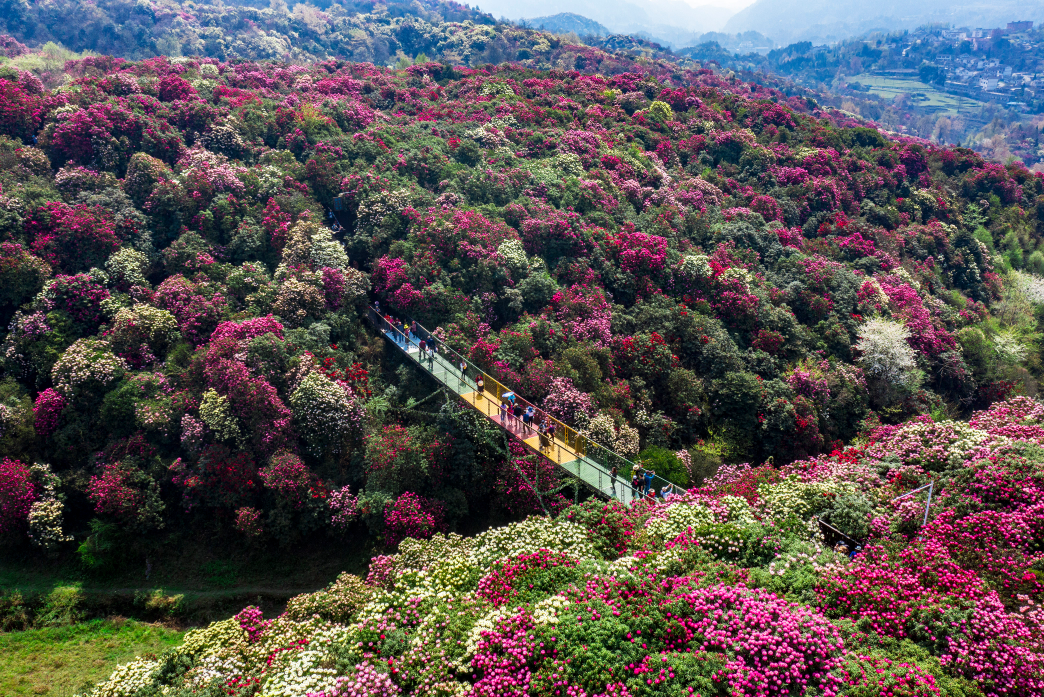 百里杜鹃景区介绍图片