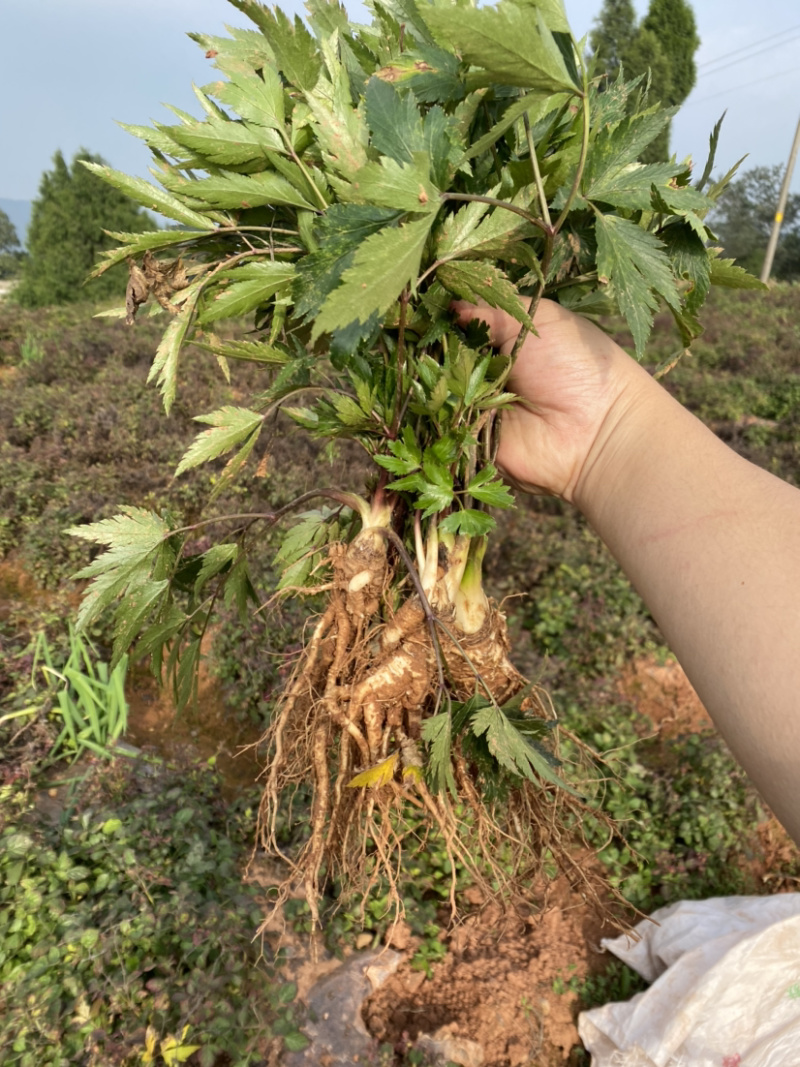 鲜当归的正确处理方法:清洗,晾干,密封保存是关键