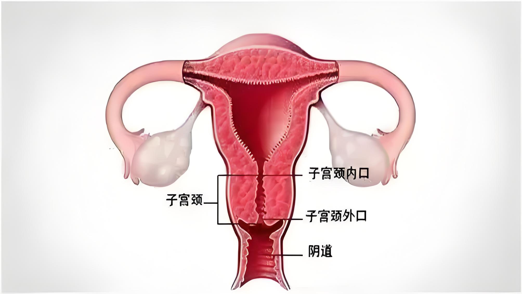 宫颈息肉长大会发生癌变?这些常识一定要知道