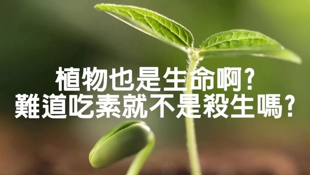 素食10年:为什么要吃素?