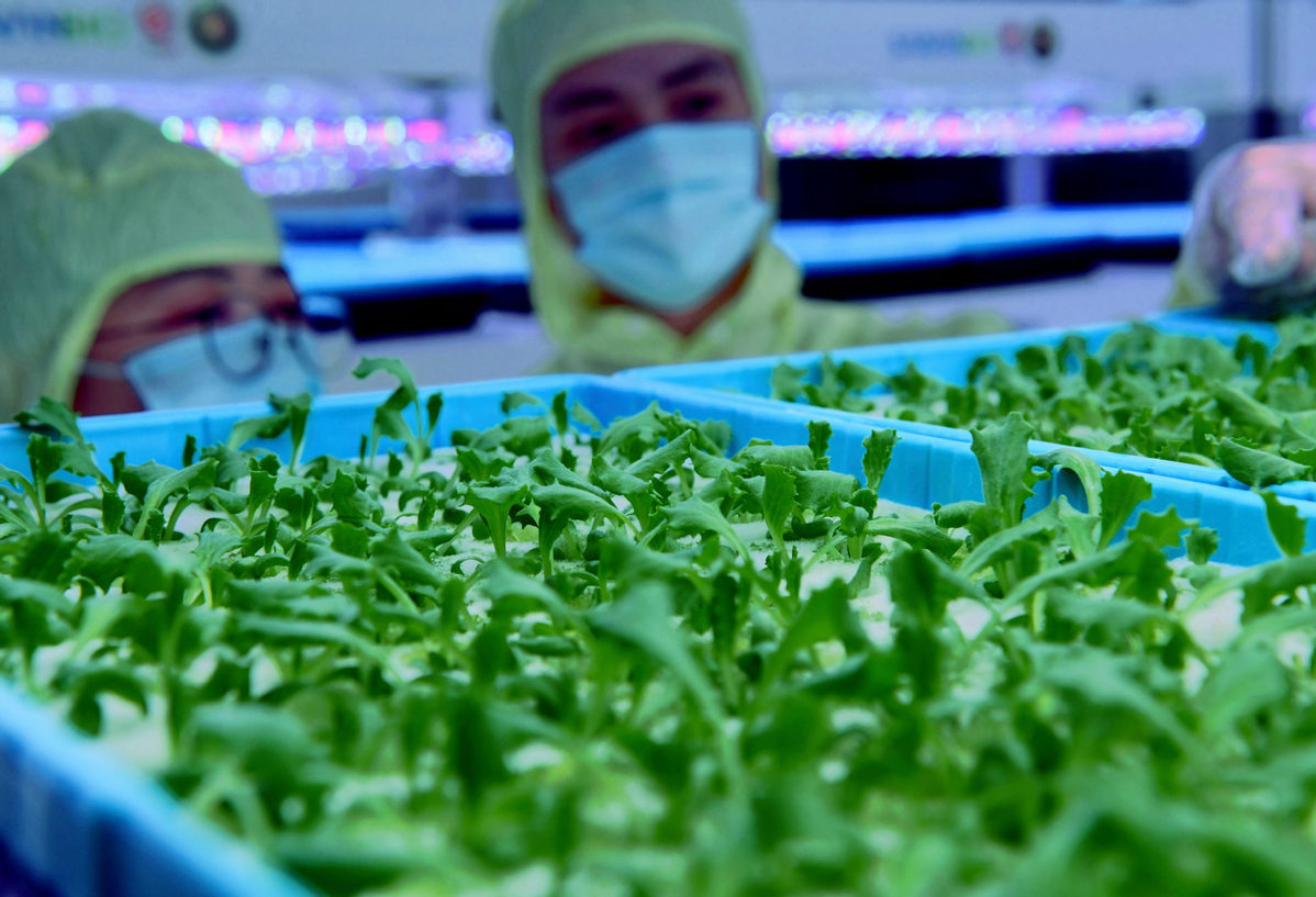 植物工厂育苗对蔬菜类作物的好处