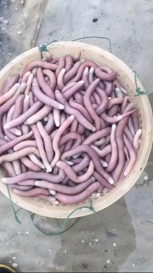 沙虫:小众美味宝藏,简单做法解锁