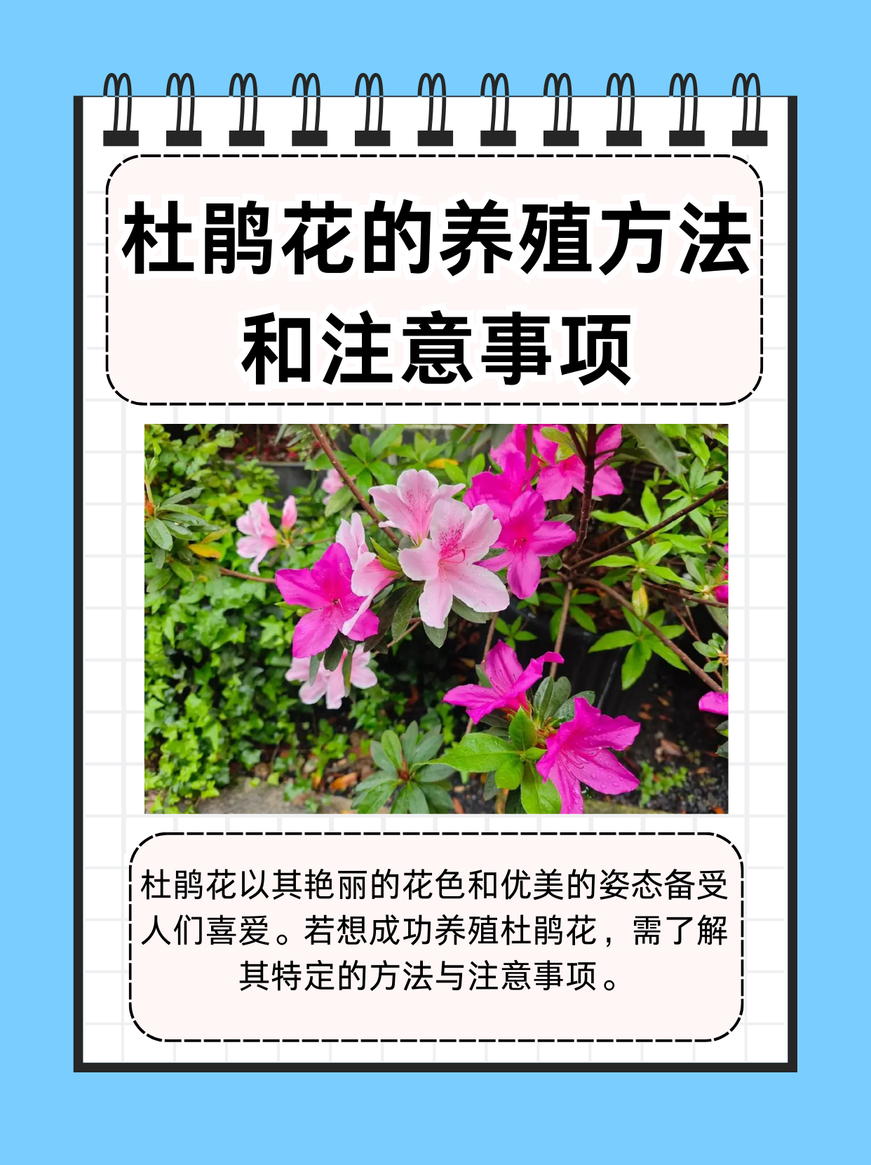 杜鹃花的养殖方法和注意事项