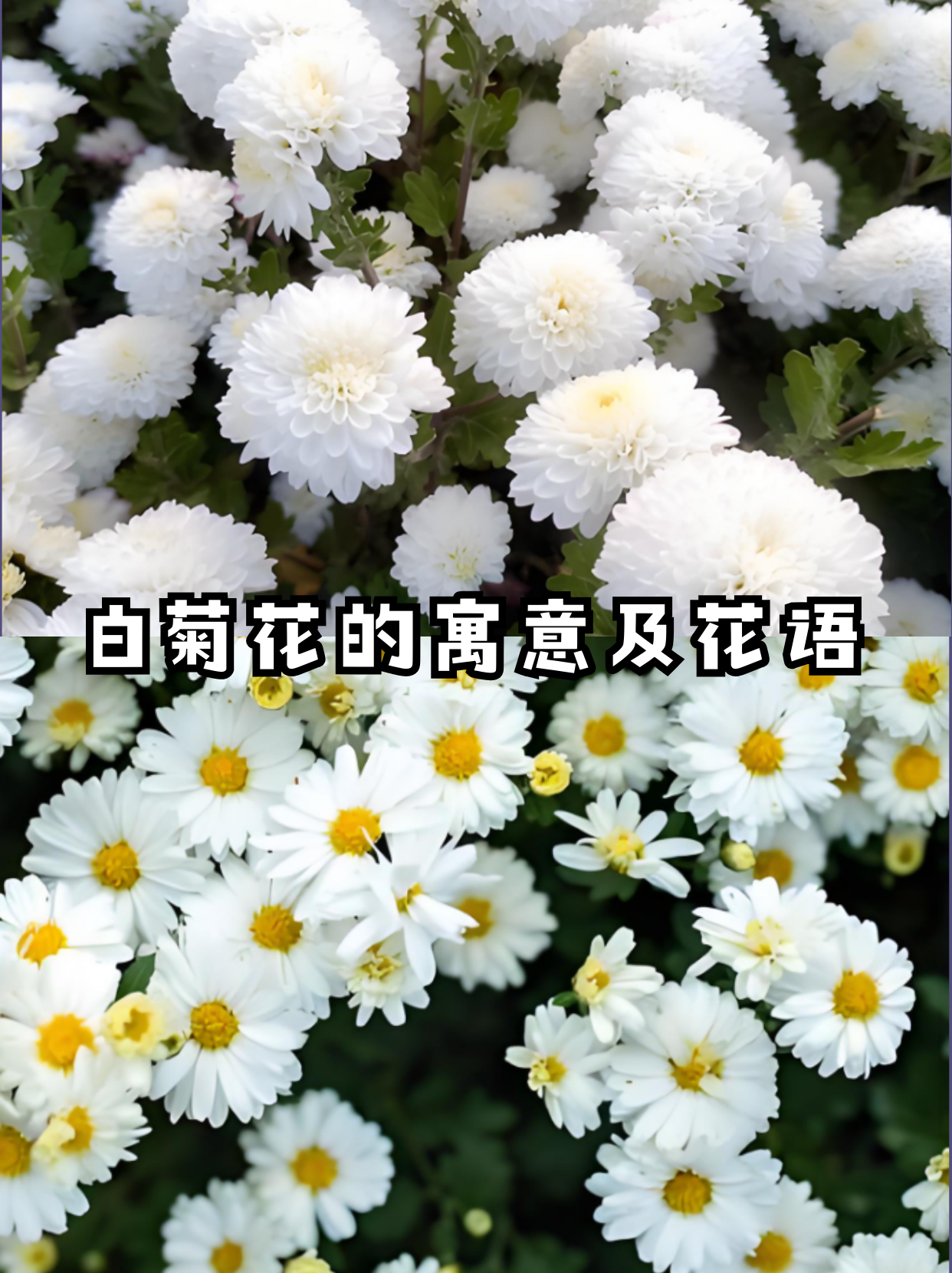 白菊花代表什么意思图片