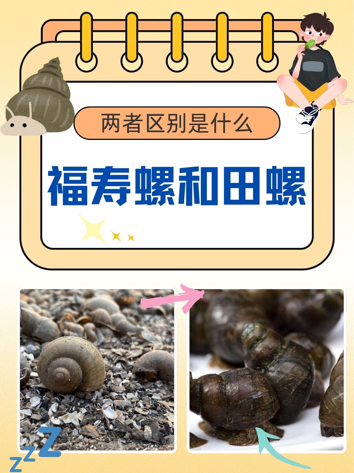 福寿螺和田螺的区别