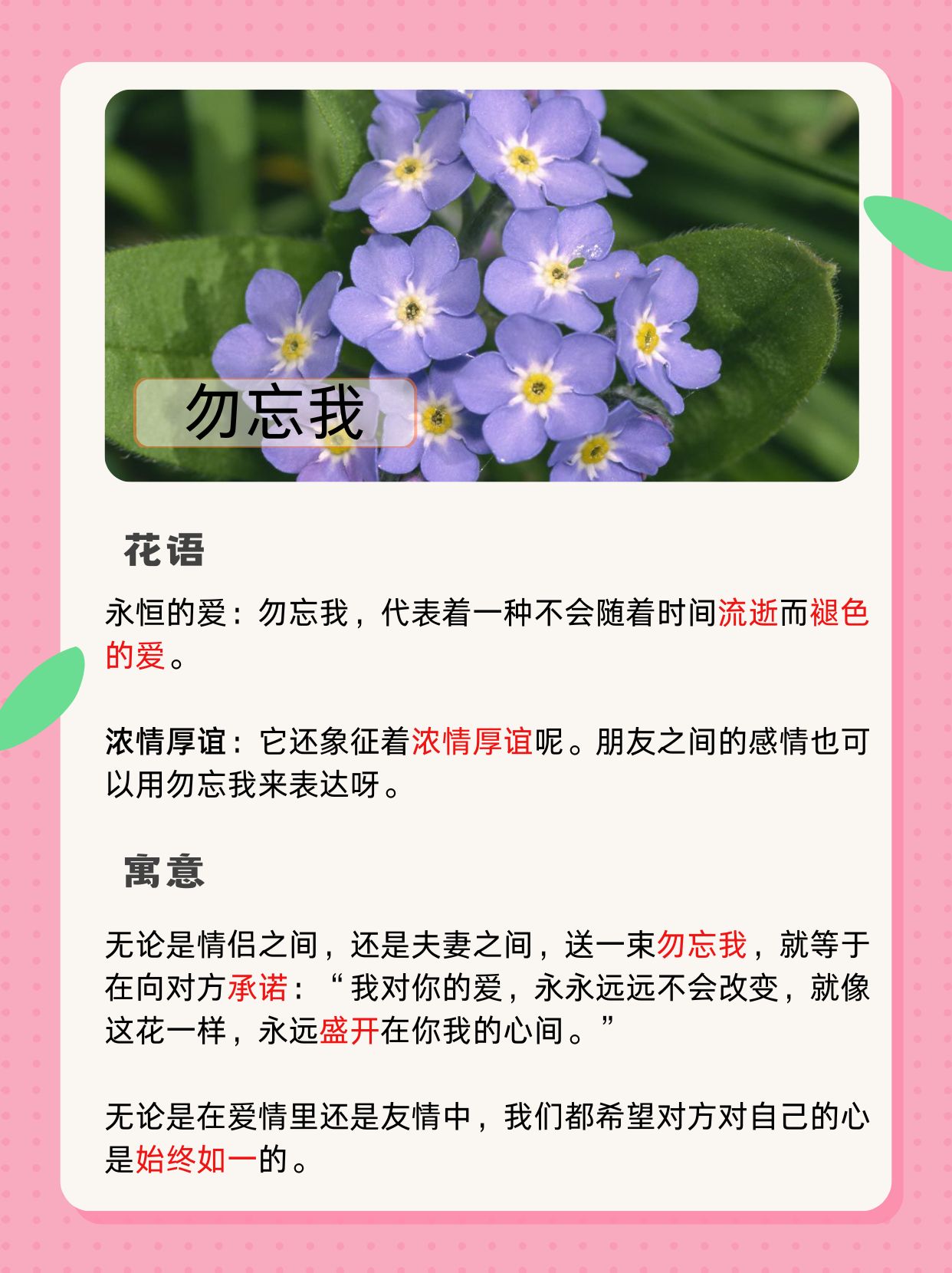 勿忘我神秘森林花语图片