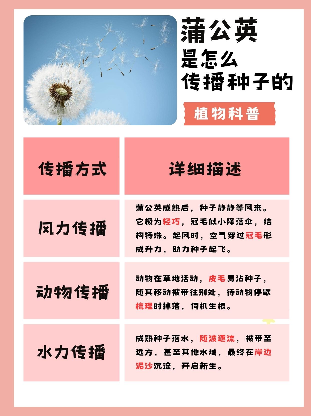 蒲公英是怎么传播种子的